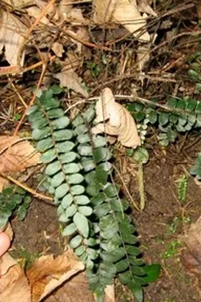 Button Fern 4”