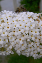 Buzz Ivory Butterfly Bush 1G