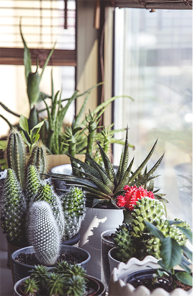 Succulent / Cactus Assorted 2” Terra