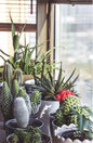 Succulent / Cactus Assorted 2” Terra
