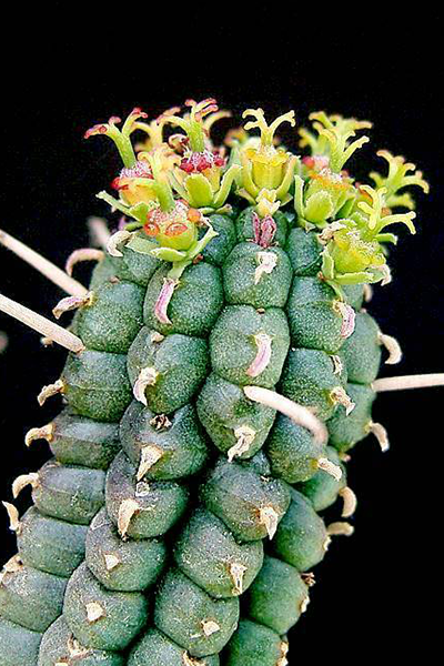 Cactus Corn Cobb Var 4”