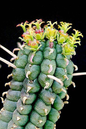 Cactus Corn Cobb Var 4”