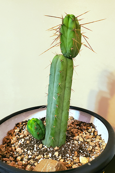 Cactus Grafted 2” Terra