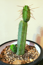 Cactus Grafted 2” Terra