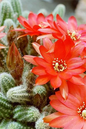 Cactus Peanut 6”