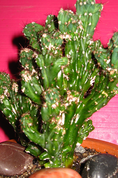 Cactus Peruvianus 10”