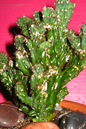 Cactus Peruvianus 10”