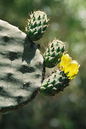 Cactus Prickly Pear 10”