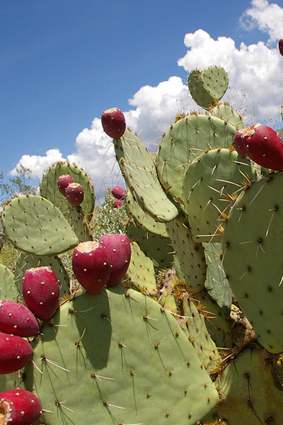 Cactus Prickly Pear 6”