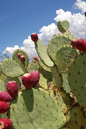 Cactus Prickly Pear 6”