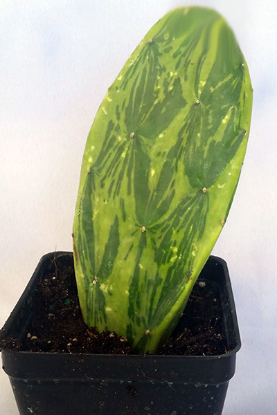 Cactus Prickly Pear Variegated 10”