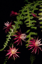 Cactus Zig Zag 4”