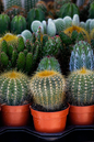 Cactus Assorted 2"