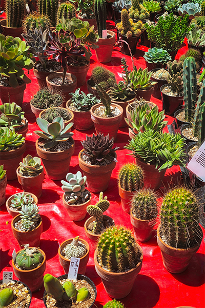 Cactus Assorted 3.5"