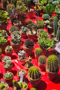 Cactus Assorted 3.5"