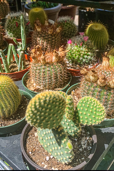 Cactus Assorted 4"