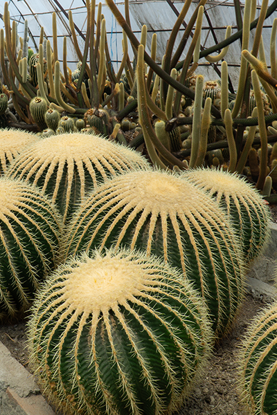 Cactus Assorted 6"