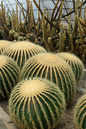 Cactus Assorted 6"