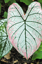 Caladium 4”