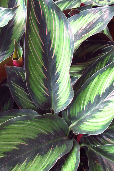 Calathea Beauty Star 8”