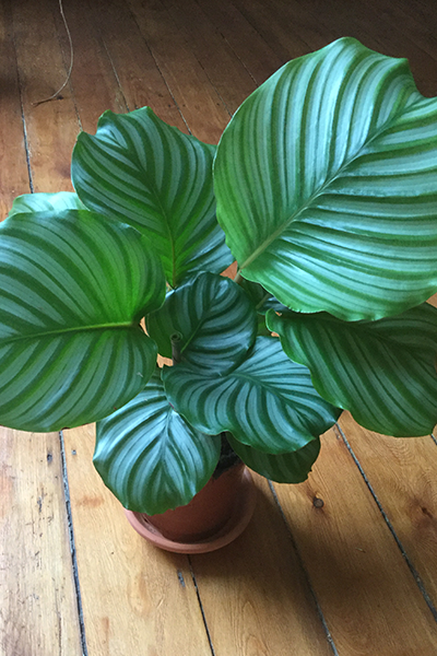 Calathea Orbifolia 4”