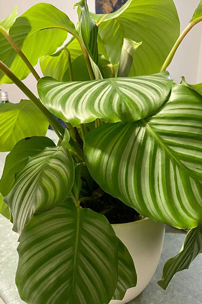Calathea Orbifolia 7”