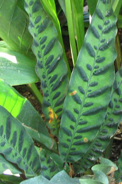 Calathea Rattlesnake 4”