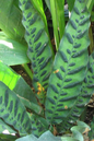 Calathea Rattlesnake 4”