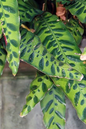 Calathea Rattlesnake 6”