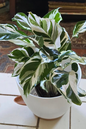 Calathea Stella 4”