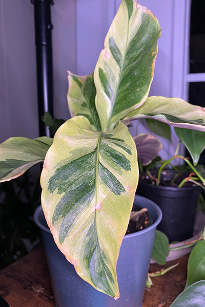 Calathea Thai Beauty 4”
