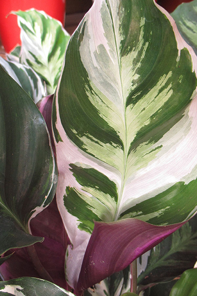 Calathea White Fusion 6”
