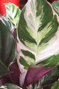 Calathea White Fusion 6”