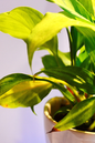 Calathea Yellow Fusion 4”