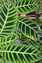 Calathea Zebrina 2"