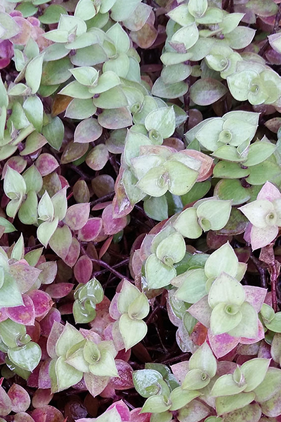 Callisia Pink Panther 2”