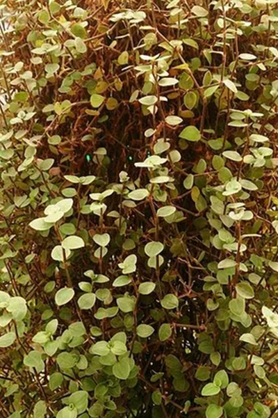 Callisia Turtle Vine 6" HB