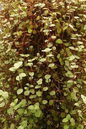 Callisia Turtle Vine 6" HB