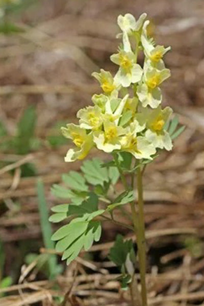 Canary Feather Corydalis 1G