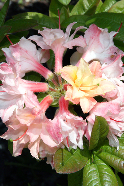 Cannon’s Double Azalea 2G