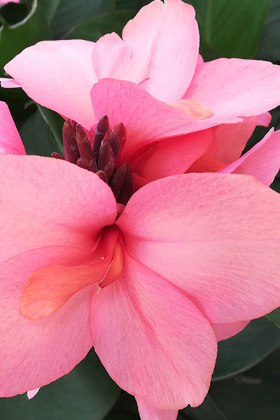 Cannova® Bronze Peach Canna Lily 1G