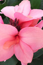 Cannova® Bronze Peach Canna Lily 1G