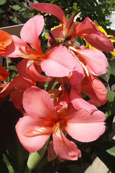 Cannova® Bronze Peach Canna Lily 2G