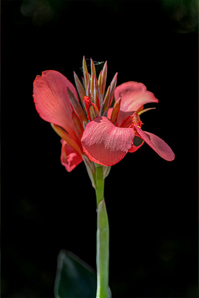 Cannova® Rose Canna Lily 3G