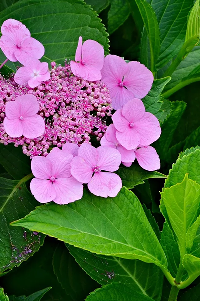 Cape May Hydrangea 5G