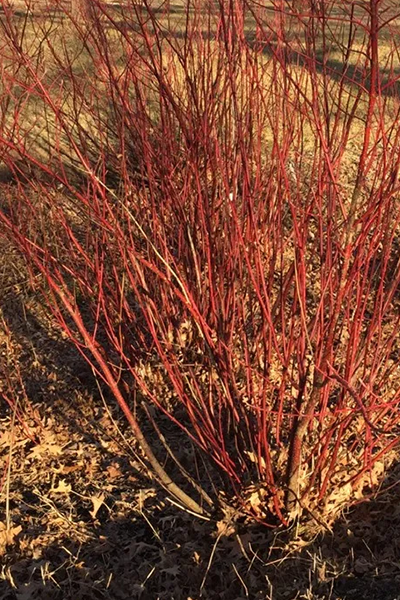 Cardinal Dogwood 1G