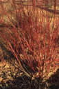 Cardinal Dogwood 1G