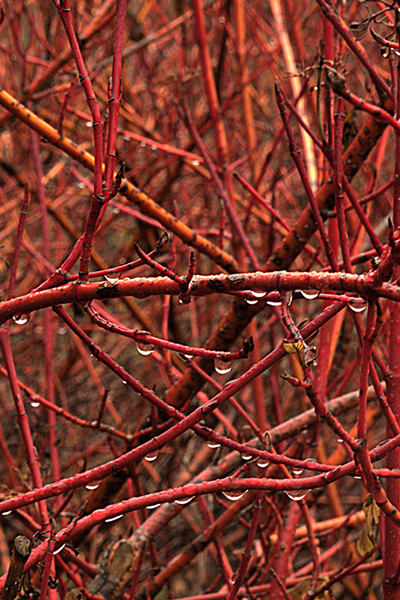 Cardinal Red Dogwood 1G