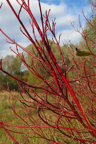 Cardinal Red Dogwood 5G