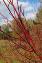 Cardinal Red Dogwood 5G